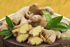 Daftar Tanaman Obat Asam Urat Alami, Ada Jahe hingga Kopi