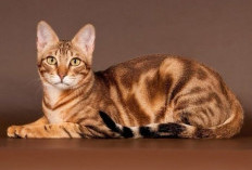 5 Ras Kucing Termahal di Dunia! Yuk Simak