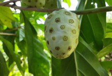 Tanaman Obat Buah Mengkudu Dapat Menurunkan Risiko Diabetes, Ini Dia Beberapa Khasiat Buah Mengkudu