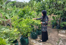 Tanam Bumbu Dapur Dalam Polybag, Bantu Kebutuhan Dapur Keluarga