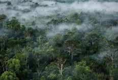 Simak 3 Daerah Ini Mempunyai Hutan Terluas di Indonesia