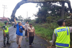  Hujan Deras dan Angin Kencang, Pohon Roboh Timpa Kabel Listrik di Lahat