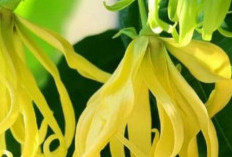 Kenanga Terbukti Jadi Tanaman Obat : Beraroma Tropis Cocok untuk Rambut Kuat Berkilau dan Wangi Memikat 