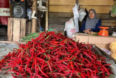 Harga Cabai Kembali Merangkak Naik di Pasar Pulau Emas, Rawit Hijau Tembus Rp60 Ribu