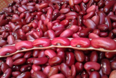 Ini 6 Manfaat Kacang Merah bagi Kesehatan Tubuh