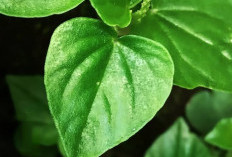 Sering di Abaikan, Ternyata Daun Sirih China Sangat Bermanfaat Bagi Kesehatan Tubuh