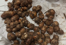 Ini Manfaat Kencur Untuk Kesehatan, Salah Satunya Dapat Mengatasi Masuk Angin dan Perut Kembung