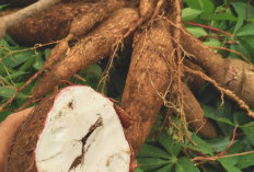 Tanaman Obat Ubi Kayu Kaya Karbohidrat dan Menjadi Sumber Energi Efektif, Ini Beberapa Manfaat Kesehatan Ubi K