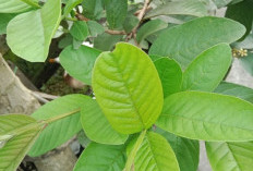 Ini Manfaat Daun Jambu Biji Untuk Kesehatan, Salah Satunya Mengatasi 