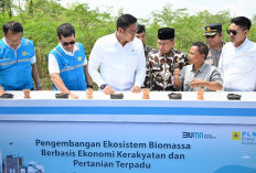 Terus Kembangkan Bahan Co-Firing Biomassa, PLN Bersama Kementan Luncurkan Model Pertanian Terpadu