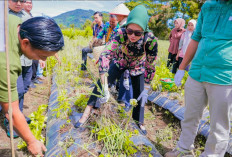 Panen Bawang Merah Varietas Brebes, Wabup Widia Ningsih Kembangkan Bibit Unggul Bersertifikat