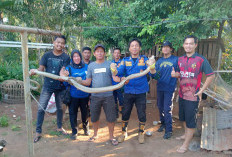 King Kobra Teror Warga, Ular Sepanjang 4 Meter Berhasil Dievakuasi Damkar