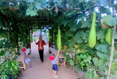 Pemkab Empat Lawang Akan Kembangkan Kawasan Eks PEDA KTNA di Pulau Emas Jadi Agrowisata