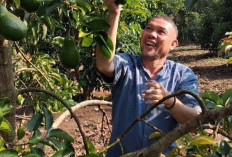 Rahasia Kebun Alpukat Berbuah Lebat, Petani Empat Lawang Ini Jadi Inspiras