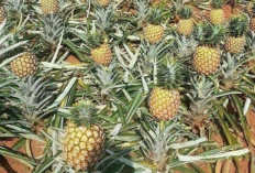 Tanaman Obat Buah Nanas Cocok Baik Untuk Mempertahankan Imun Tubuh, Ini 7 Manfaat Buah Nanas