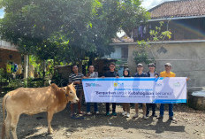 PLTU Terkemuka Satu Ini Luar Biasa, Serahkan Kurban Sapi Idul Adha 1445 ke Masyarakat