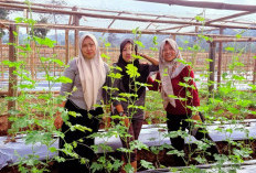 Pulo Mas Disulap Jadi Kebun Sayur Subur, Siap Sambut PEDA KTNA Sumsel 2025