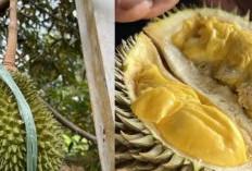 Mitos Buah Durian Mengandung Kolesterol Tinggi? Simak Penjelasannya