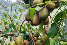 Rahasia Sehat dari Buah Kedondong: Kecil, Asam, Tapi Penuh Manfaat