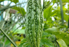 Ternyata Pare Dapat Mengontrol Gula Darah, Ini Dia 6 Manfaat Kesehatan Dari Pare 
