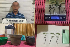 Tiga Pot Ganja di Desa Bandar Aji