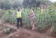 Dukung Kemandirian Pangan, Polsek Pulau Pinang Bina Warga di Lahan Pekarangan