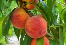 Tanaman Obat Buah Persik Si Manis yang Kaya Manfaat, Salah Satunya Menjaga Kesehatan Mata