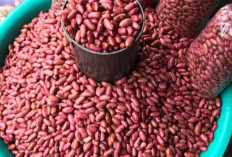 Ohh Ternyata Kacang Merah Kaya Akan Manfaat Kesehatan, Salah Satunya Untuk Diet