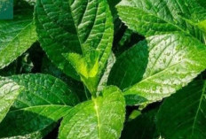 Daun Pecah Beling Baik Untuk Kesehatan, Salah Satunya Membersihkan dan Saluran Kemih