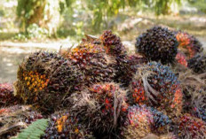 Harga TBS Sawit Turun Lagi