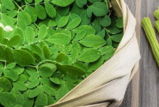 Tanaman Obat Daun Kelor, Rahasia Sehat dari Pekarangan Rumah