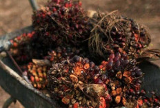 Harga TBS Sawit Sumsel Masih Tinggi, Tembus Rp3.592 per Kg Periode Juni