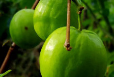 Ini Dia Manfaat Buah Bidara Untuk Kesehatan dan Kecantikan, Nomor 4 Menurunkan Kadar Gula Darah