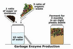 Eko Enzim: Cairan Serbaguna Ramah Lingkungan yang Mengubah Limbah Dapur Jadi Berkah