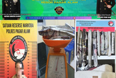 Wanita Kurir Ganja Diamankan Satres Narkoba Polres Pagar Alam, 71 Gram Ganja Disita