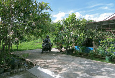 Warga Mekar Jaya Sulap Pekarangan Sempit Jadi Kebun Sehat dan Produktif