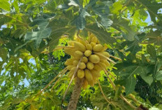 Manfaat Tanaman Obat Daun Pepaya Untuk Kesehatan, Nomor 6 Meningkatkan Kekebalan Tubuh