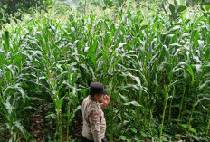 Bhabinkamtibmas Polres Lahat Tinjau Tanaman Jagung di Desa Binaan
