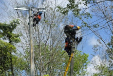 PLN ULP Lembayung Lakukan Peremajaan Konstruksi Jaringan di Pulau Pinang Lahat