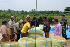 Data dari Petani