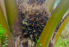 Harga Sawit di Sumsel Turun, Petani Lahat Mengeluh, Meski Semangat Tak Kendor