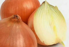 Ini Manfaat Bawang Bombai Untuk Kesehatan, Salah Satunya Menurunkan Risiko Penyakit Jantung