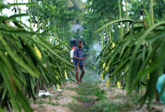 Petani Buah Naga Naik Kelas Berkat Program Klasterku Hidupku BRI