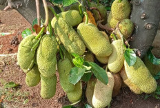 Selain Rasa Yang Manis Tanaman Obat Buah Nangka Miliki Kandungan Nutrisi Yang Beragam