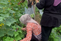 Pulau Emas di Empat Lawang Kian Diminati sebagai Destinasi Rekreasi Hijau