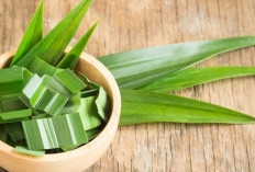 Manfaat Daun Pandan Bagi Kesehatan, Yuk Simak!