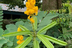 Jarang Diketahui! Berikut 5 Manfaat Buah Senna untuk Kesehatan Tubuh