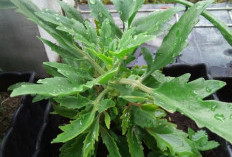 Daun Sedingin Miliki Banyak Khasiat Kesehatan, Ini 6 Manfaat Kesehatan Daun Sedingin