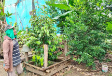 Dari Lahan Terbengkalai Menjadi Kebun Harapan, Kisah Inspiratif Opung di Empat Lawang