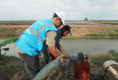 Dukung Pengembangan Pertanian di Merauke, PLN Listriki Area Sawah Garapan Kementan -TNI